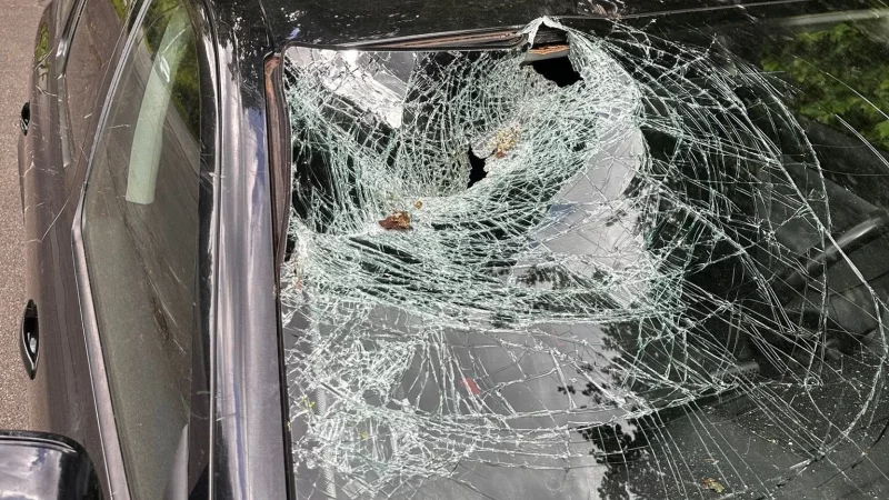 Der umst&uuml;rzende Baum demolierte die Windschutzscheibe eines vorbeifahrenden Autos. - &copy; Feuerwehr Detmold/C.Rieks