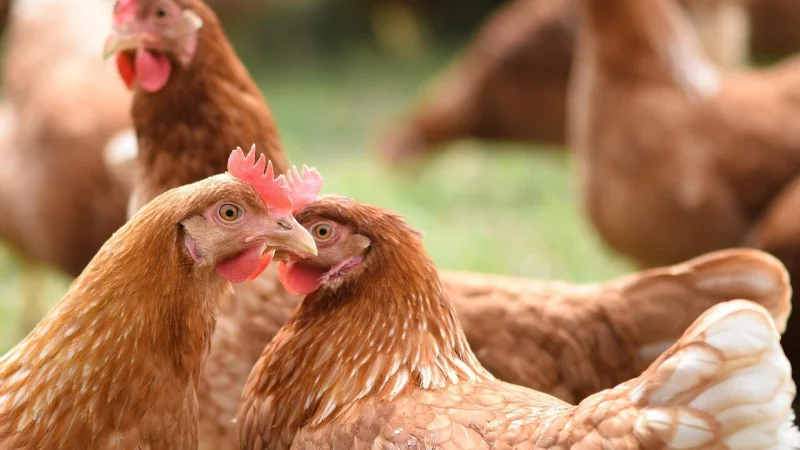 Fast 40.000 H&uuml;hner sollen in die Anlage einziehen. - &copy; Symbolbild: Pixabay