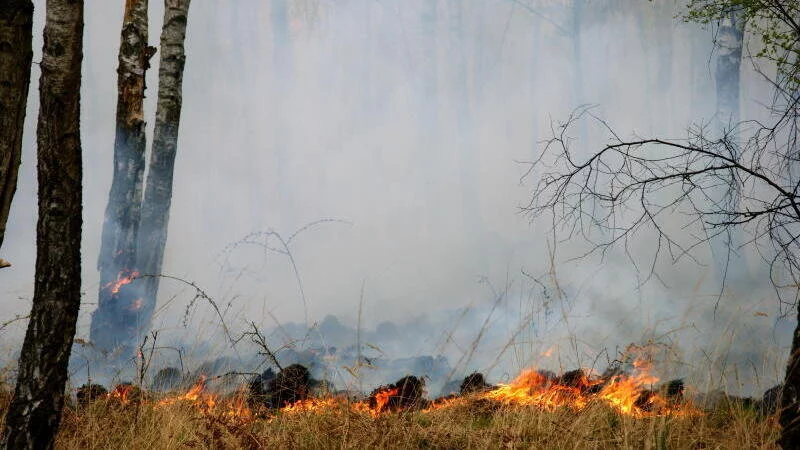 Ein Szenario, das für den Katastrophenschutzbedarfsplan untersucht wurde, ist Hitze, Dürre und Waldbrand. - © Archivfoto: Wald und Holz NRW / T. Deckert