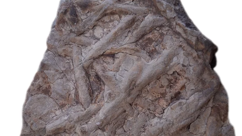 Wurzelartigen Strukturen treten wie Pflanzenranken aus dem Gestein hervor, daher der Name Rankenstein. - © Stadtarchiv Bad Salzuflen