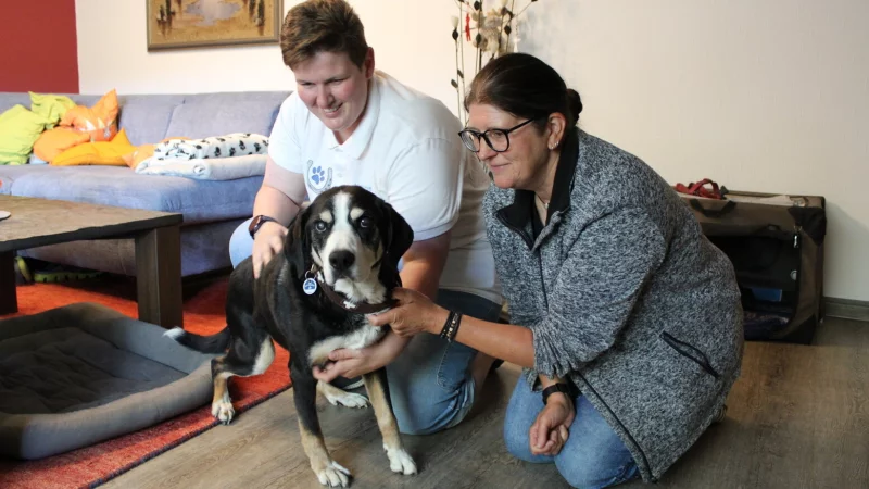 Der Patient wird dort behandelt, wo er sich wohlf&uuml;hlt: Zuhause. Nadine Schremmer (links) untersucht Arthus, den 13 Jahre alten Entlebucher Sennenhund von Tanja G&ouml;ckemeyer. - &copy; Annika Langhagel