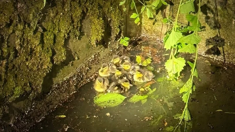 Acht kleine Entenk&uuml;ken befreite die Feuerwehr aus misslicher Lage. - &copy; Christopher Rieks/Feuerwehr Detmold