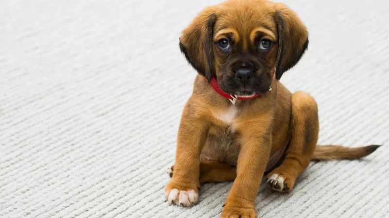 In Stemwede und Halle wurden 75 Hunde sichergestellt. Es besteht Verdacht auf illegalen Welpenhandel. - &copy; Symbolfoto: pexe | Torsten Dettlaff