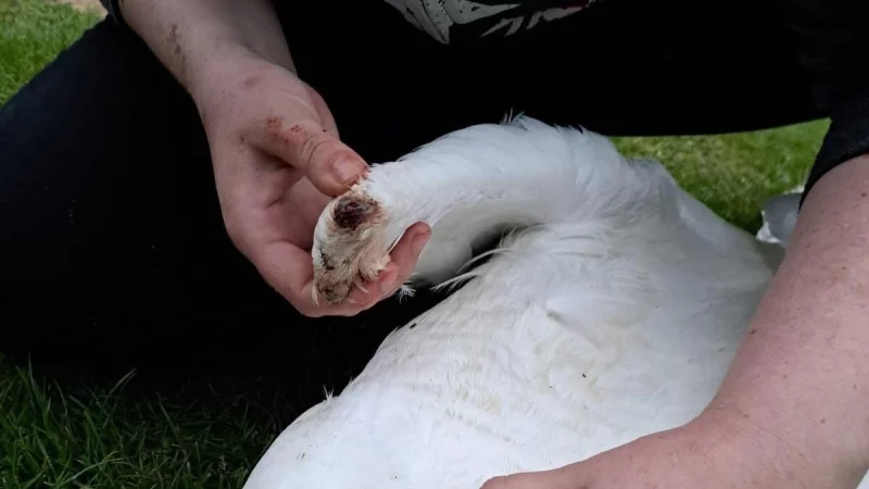Eine Mitarbeiterin des Vereins Wildtiere OWL untersucht am Pfingstmontag den verletzten Schwan. - © Wildtiere OWL e.V.
