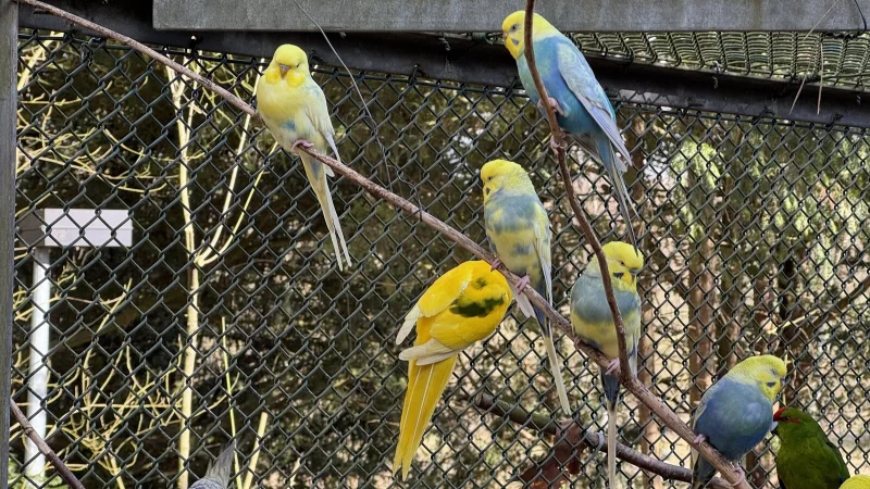 Blick in die Vogelvolieren, in denen Goldfasane, Zebrafinken und Sittiche leben. - &copy; Sven Kienscherf