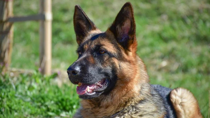 Zwei frei laufende Sch&auml;ferhunde haben an Heiligabend eine junge Salzuflerin angegriffen. Die 23-J&auml;hrige wurde schwer verletzt. - &copy; Pixabay