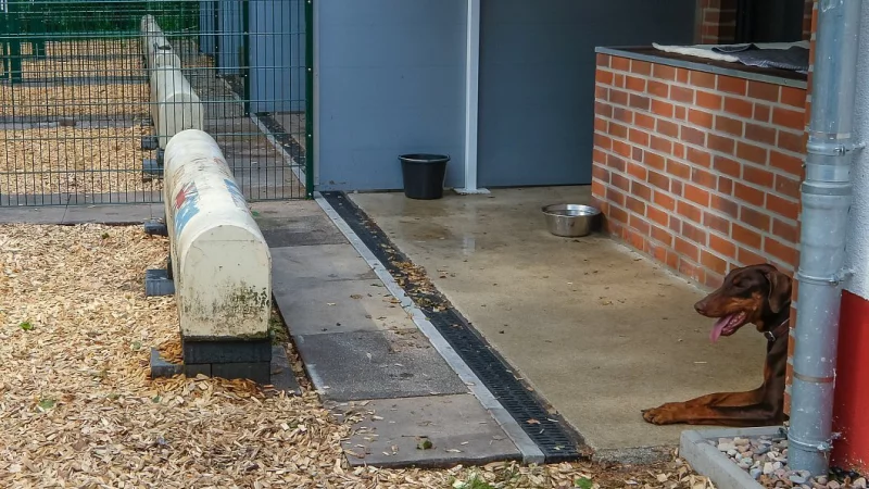 Endlich Ruhe im Haus: Eine Wohltat f&uuml;r viele der "Insassen" des Bielefelder Tierheims. - &copy; Susanne Lahr (Archiv)