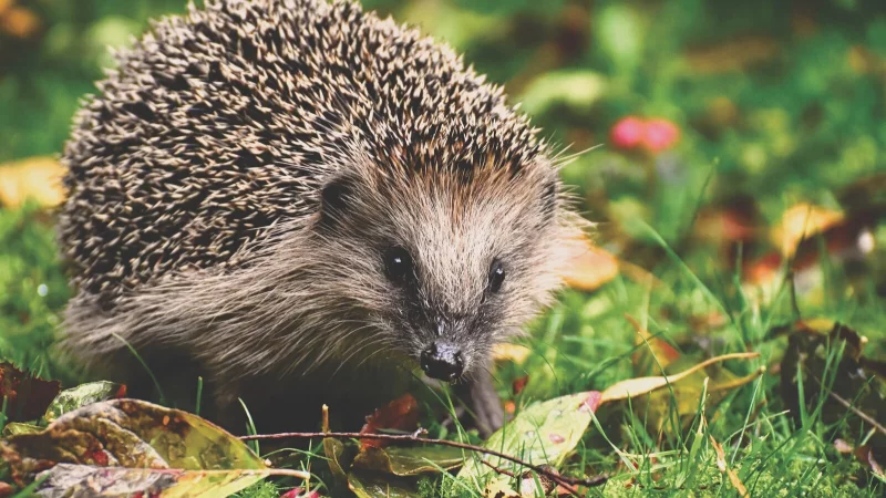 Igel sind jetzt im Herbst vermehrt unterwegs. Die Stadt Lemgo will einen Lehrpfad errichten. - &copy; Symbolfoto: Pixabay