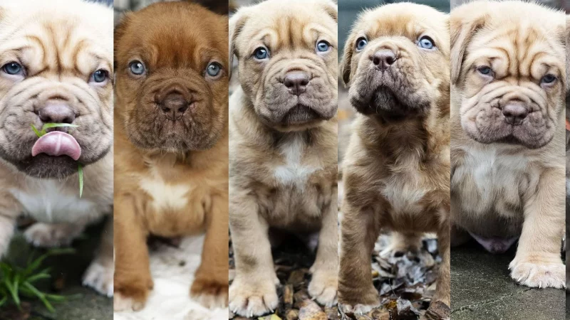 So jung und schon so faltig: Die "Problemkinder" aus dem Bielefelder Tierheim suchen jetzt ein neues Zuhause. Das Interesse an ihnen ist trotz allem riesig. - &copy; Steffi Behrmann