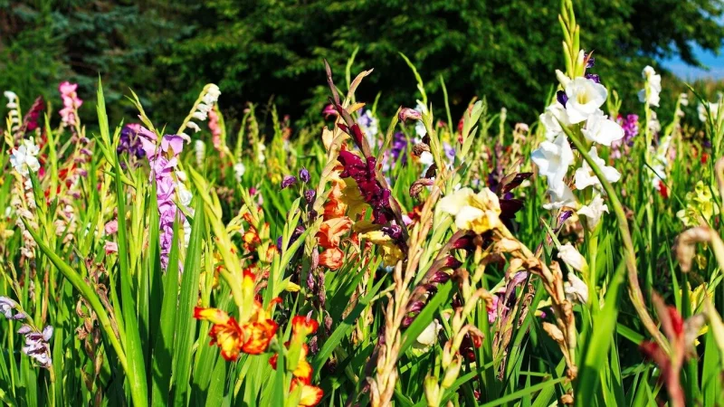 Viele H&ouml;fe in OWL &ouml;ffnen ihre Tore. Bei einer Aktion k&ouml;nnen Blumen gepfl&uuml;ckt werden. - &copy; Symbolbild: Pixabay/wunderBILDlich