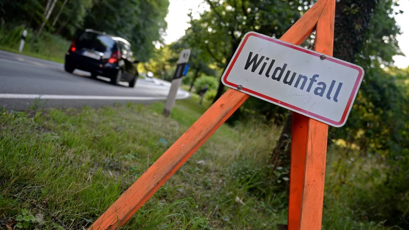 Wildunfall! Einen solchen wollte ein Augustdorfer am Freitag vermeiden, und wich aus. Ein SUV-Fahrer hinter ihm überholte trotzdem, die Fahrzeuge touchierten sich. - © dpa