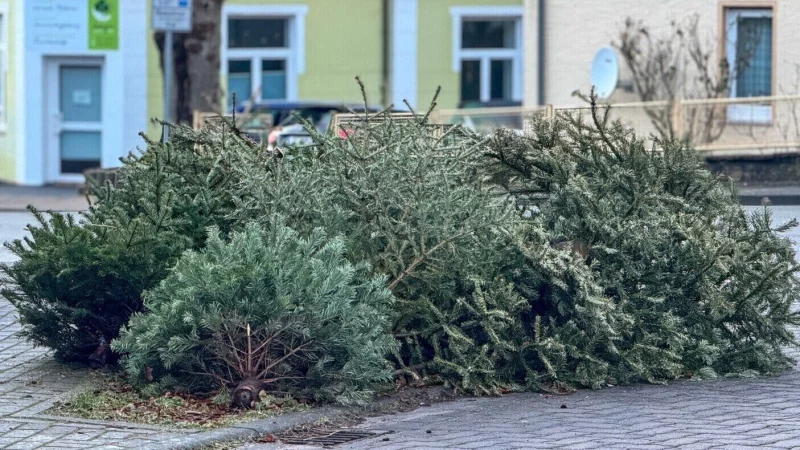 Im Januar 2024 haben sich unter anderem an der Richthofenstra&szlig;e ausgediente Tannenb&auml;ume geh&auml;uft. - &copy; Archivfoto: Raphael Bartling