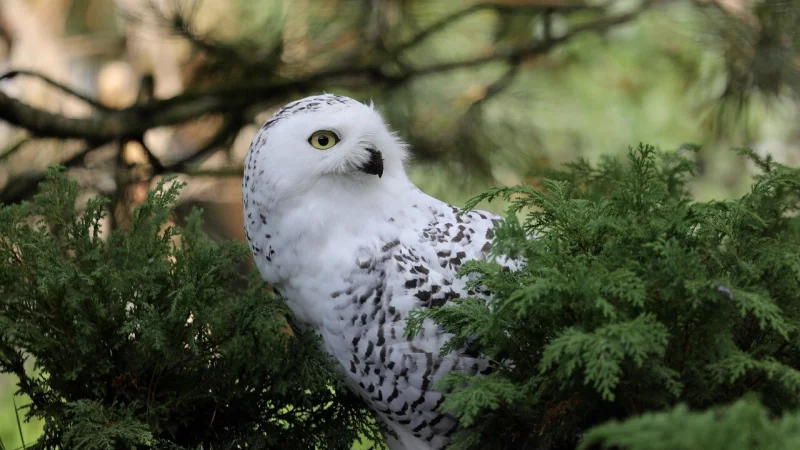 Bei zwei Schneeeulen wurde ein Virus nachgewiesen. - &copy; Symbolbild: Pixabay