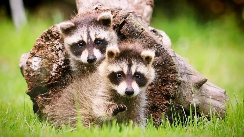 Pflege-Waschbären tollen im Garten von Larissa Spiwak herum, die Fundbären unter anderem vom Verein "Unsere Hände für viele Pfoten" im Extertal aufnimmt. - © Bildrechte: Larissa Spiwak