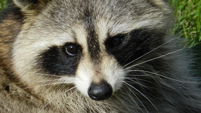 Ein verletztes Waschb&auml;rjunges ist im Juni mitten in der Lemgoer Innenstadt von einem J&auml;ger erschlagen worden. Jetzt hat die Staatsanwaltschaft Detmold das Ermittlungsverfahren eingestellt. - &copy; Pixabay