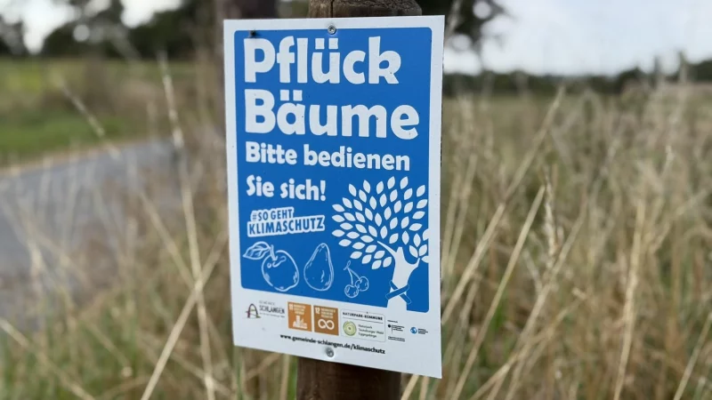 Bestimmte Obstb&auml;ume im Gemeindegebiet Schlangen sind per Schild und blauem Band als "Pfl&uuml;ckb&auml;ume" ausgewiesen. Hier darf sich jeder am frischen Obst bedienen - wie hier am Dedinghauser Weg. - &copy; Gemeinde Schlangen