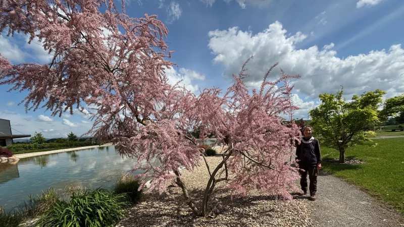 Gartenpflegerin Kerstin Obst steht neben einer bl&uuml;henden Tamariske. - &copy; Thomas Reineke