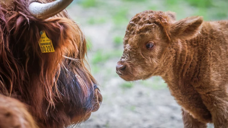 Der Bielefelder Tierpark Olderdissen landete in dem bundesweiten Ranking weit vorne. - &copy; Sarah Jonek