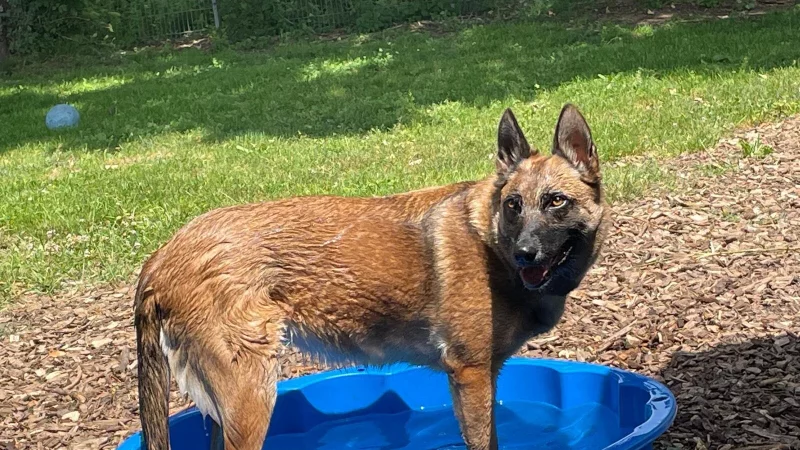 "Sasha" ist intelligent, freundlich und aktiv. Doch k&ouml;rperliche Einschr&auml;nkungen machen es schwer, f&uuml;r die Malinois-H&uuml;ndin ein Zuhause zu finden. - &copy; Tierheim Bad Salzuflen