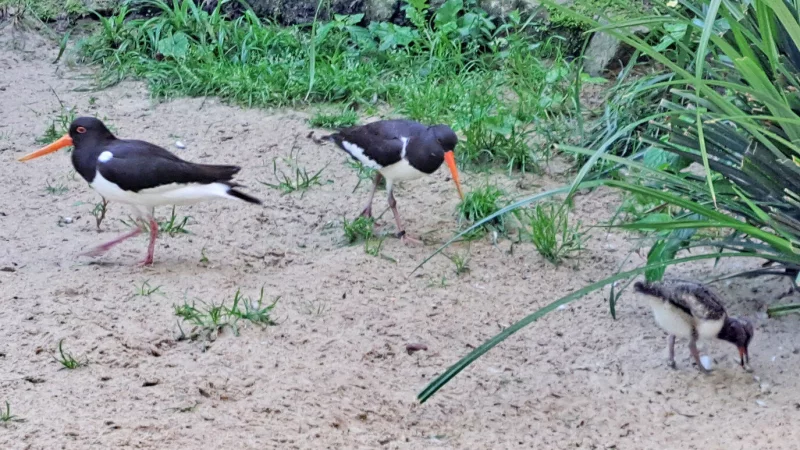 Der kleine Austernfischer (rechts) mit seinen aufmerksamen Eltern. - &copy; Umweltbetrieb Bielefeld