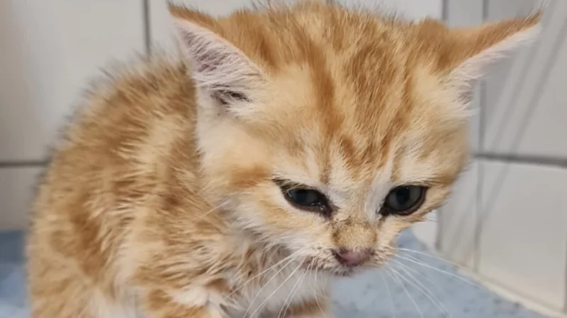 S&uuml;&szlig; anzuschauen, aber viel zu zahlreich unterwegs &ndash; in Lemgo gibt es immer mehr Katzen. - &copy; Stadt Lemgo