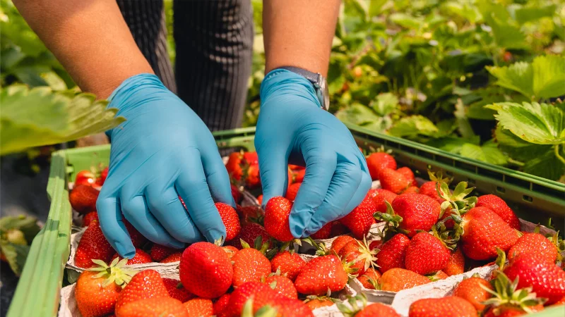 190 Erntehelfer waren vor genau einem Jahr auf lippischen Feldern t&auml;tig. Diese Zahlen haben die Gewerkschafter von der Agentur f&uuml;r Arbeit. - &copy; IG Bau Ostwestfalen-Lippe