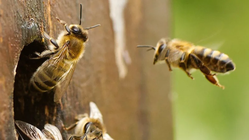 Offene Glascontainer k&ouml;nnen f&uuml;r Bienen zur t&ouml;dlichen Gefahr werden. - &copy; Symbolbild: Pixabay