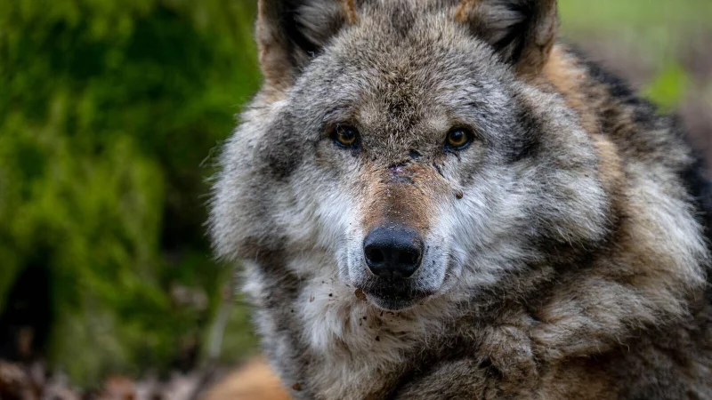 Nach dem Tod eines Schafs im Kreis H&ouml;xter gehen Experten dem Verdacht nach, dass ein Wolf hinter der Attacke stecken k&ouml;nnte. - &copy; dpa
