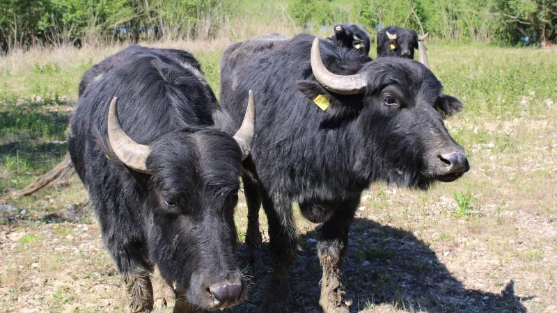 Die Wasserb&uuml;ffel leben seit zweieinhalb Jahren im Bereich der "Schieregge". - &copy; Lorraine Brinkmann