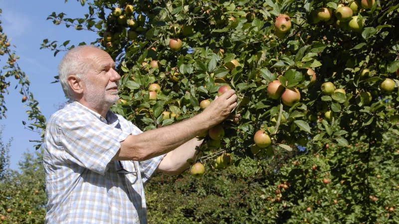 Willi Hennebr&uuml;der an einen Apfelbaum auf der Streuobstwiese des BUND in Brake. - &copy; Alexandra Schaller/Archivfoto