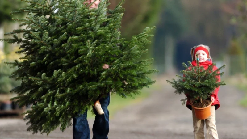 O Tannenbaum: Wer seine Wahl getroffen hat, kann anschlie&szlig;end eine Menge daf&uuml;r tun, dass der Baum lange frisch bleibt. Und auch viele Fehler machen. - &copy; dpa