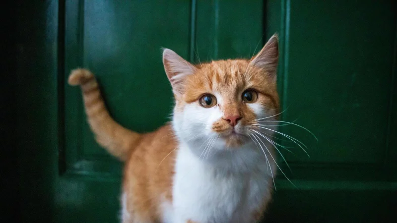 Samtpfoten werden sie liebevoll genannt - in vielen L&auml;ndern belegen Katzen Platz eins bei den beliebtesten Haustieren. - &copy; Symbolbild: Pixabay