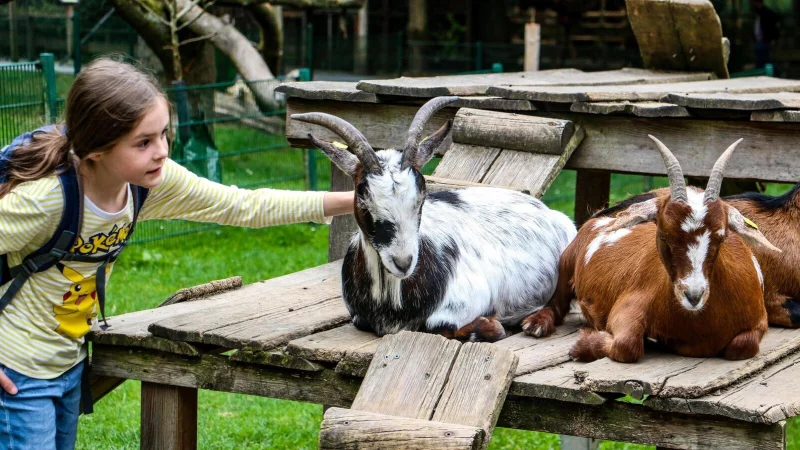 Bei der großen LZ-Reporter-Rallye am 6. September im Tierpark Herford müssen Kinder und Jugendliche genau zu den Vierbeinern recherchieren – und können mit etwas Glück einen Tag als Tierpfleger gewinnen. - © Daniel Salmon