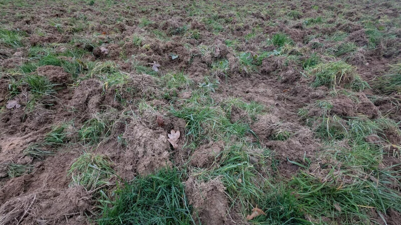 Wildschweine w&uuml;hlen in diesem Jahr deutlich sichtbar auch au&szlig;erhalb des Waldes, wie hier Anfang November auf einer Wiese an der Klopstockstra&szlig;e, in der N&auml;he zu Wohnh&auml;usern. - &copy; Annika Langhagel