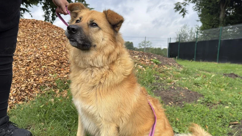 Hund "Basti" ist über eine Tierschutzorganisation von Rumänien nach Deutschland gekommen. - © Sven Kienscherf