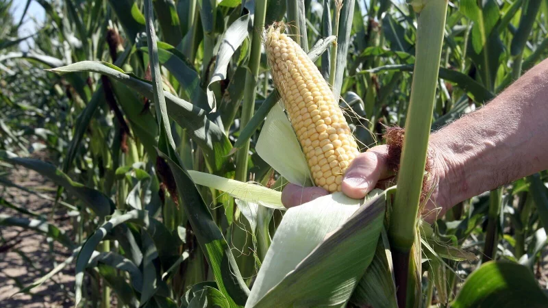 Auch in OWL muss sich die Landwirtschaft, getrieben durch den Klimawandel, entwickeln. - &copy; dpa