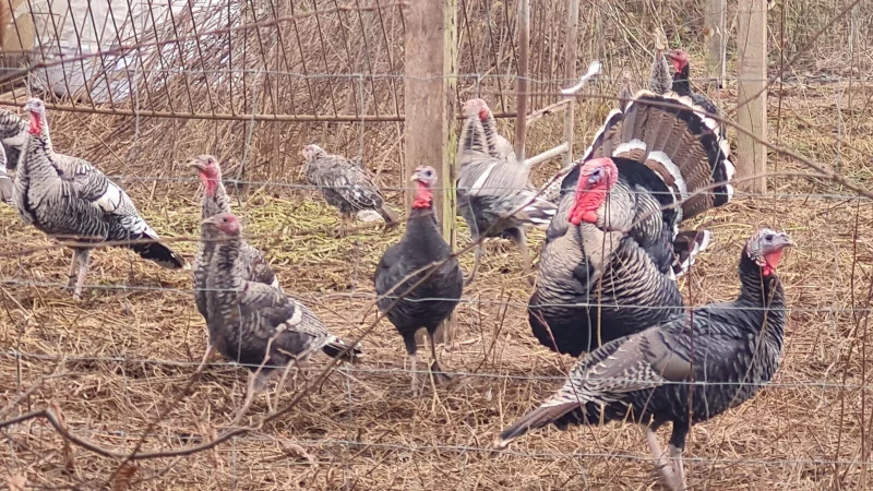 Auch private Halter von Geflügel - wie bei diesen Puten in Schieder - müssen höllisch aufpassen, dass ihre Tiere nicht in Kontakt mit Wildvögeln kommen. - © Marianne Schwarzer