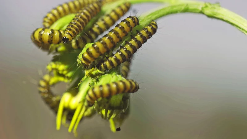Das bleibt &uuml;brig, wenn die Raupen des Blutb&auml;ren ihr Werk auf einem St&auml;ngel Jakobskreuzkraut verrichtet haben - &copy; Robin J&auml;hne