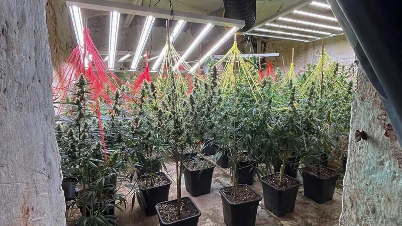 Eine der gefundenen Cannabisplantagen. - © Polizei Lippe