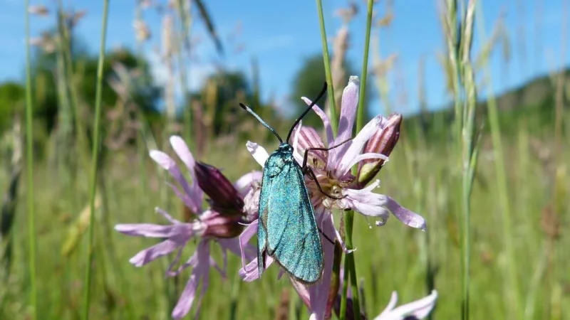 Eine Blumenwiese hilft insbesondere den Insekten. Die wiederum sind Grundlage für das Funktionieren von Ökosystemen. - © Gerd Teuteberg
