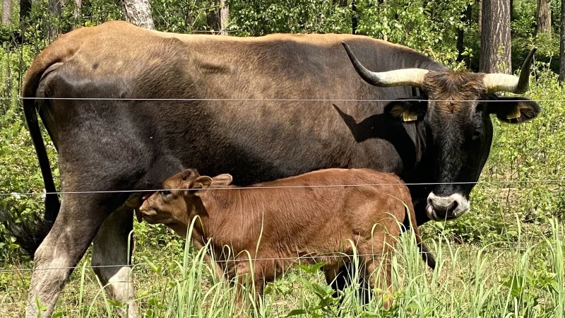 Die kleinen schottischen Hochlandrinder sind durch ihr wuscheliges &Auml;u&szlig;eres sehr beliebt bei Besucherinnen und Besuchern. Sechs junge Tiere sind jetzt dazu gekommen. - &copy; Horst Biere