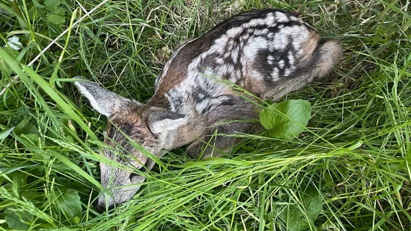 Dieses etwa zwei Tage alte Rehkitz haben Kinder von einer Wiese aufgelesen und mitgenommen. - © Privat