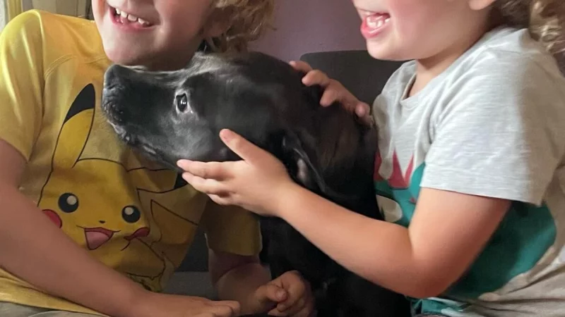 Hazel, ehemals Lillifee, hatte es als Listenhund besonders schwer vermittelt zu werden. Nun macht sie die Kinder einer Familie gl&uuml;cklich. - &copy; Tierschutz der Tat