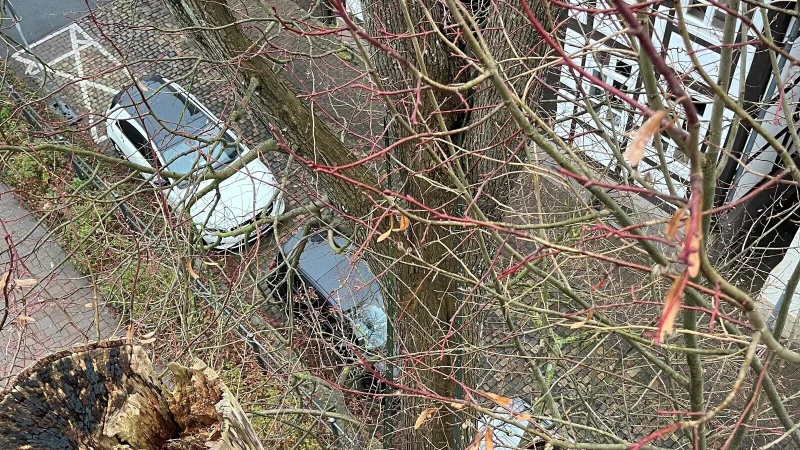 Zwei stark beschädigte Linden im Blomberger Stadtgebiet werden gefällt. - © Stadt Blomberg