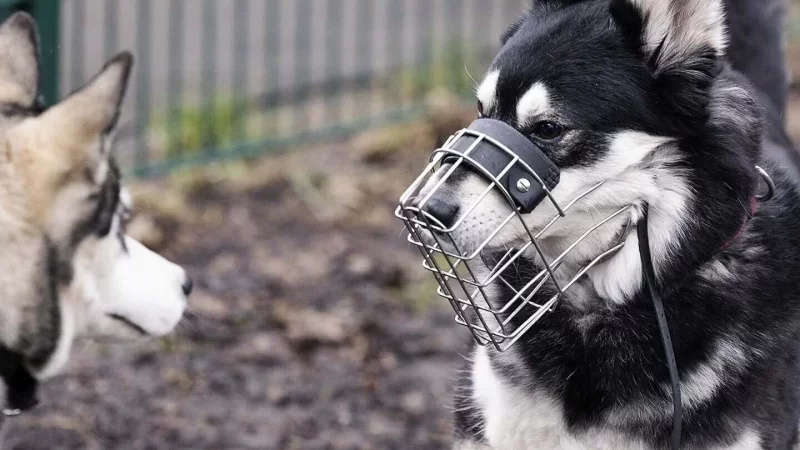 Das Tierheim-Team war gl&uuml;cklich, den Mischling nach langer Wartezeit vermittelt zu haben. Kurz darauf folgte der Schock. - &copy; Tierschutzverein Bielefeld