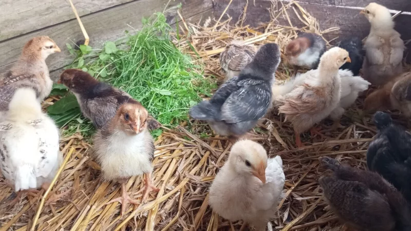 Vom flauschigen Nestling zum Jungtier mit Federn und kleinem Kamm: Die Kita-Kinder lernten die Entwicklung von Hühnern hautnah kennen. - © Stiftung Eben Ezer