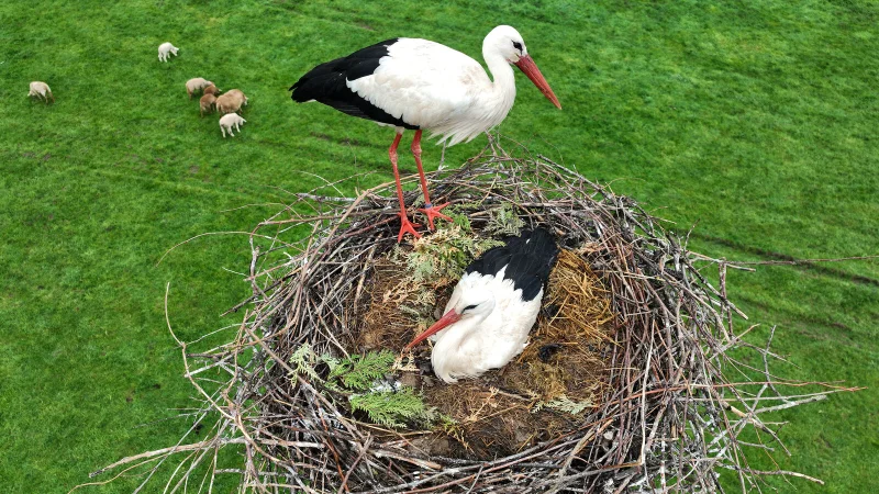 18 Storchenpaare sorgen in Elbrinxen für Nachwuchs. Einige Küken sind bereits geschlüpft. - © Robin Jähne
