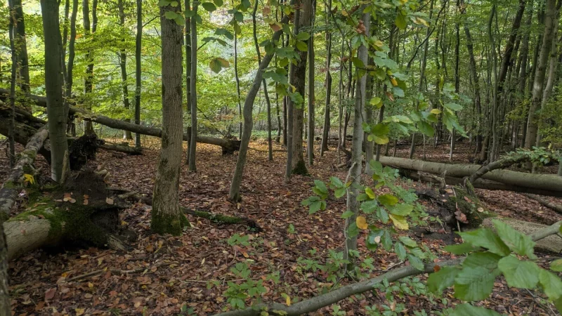 Viele Bäume des Waldes seien nicht mehr standsicher, sie müssen entfernt werden, sagt der Landesverband. - © LVL