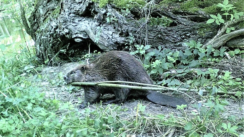 Biber sieht man auch an den Gewässern im Kreis Höxter nur selten: Die Nager sind dämmerungs- und nachtaktiv. Ihre Spuren sind jedoch deutlich. - © Landschaftsstation