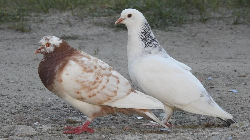 Acht Tauben wurden aus einem Garten gestohlen. - &copy; Symbolbild: Pixabay